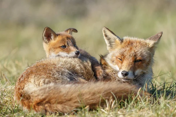 Rotfuchsjunges Und Mutter Der Natur Einem Frühlingstag — Stockfoto