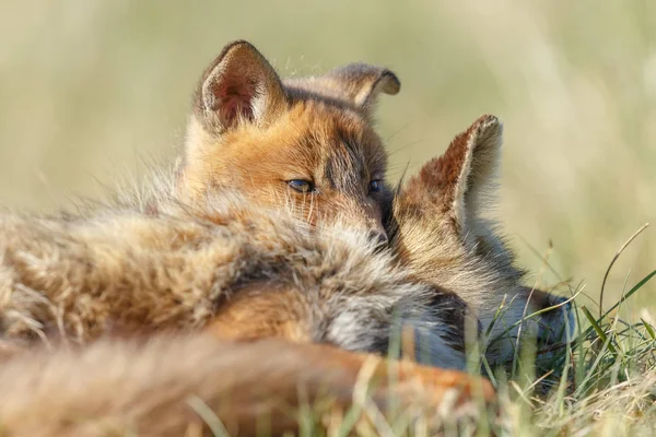 Red Fox Mládě Matka Přírodě Jarní Den — Stock fotografie