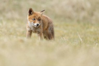 Kırmızı tilki yavrusu doğa 