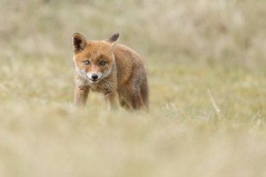 Kırmızı tilki yavrusu doğa 