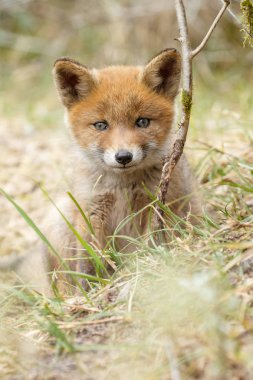 Kırmızı tilki yavrusu doğa 