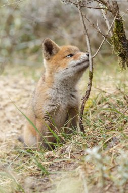 Kırmızı tilki yavrusu doğa 