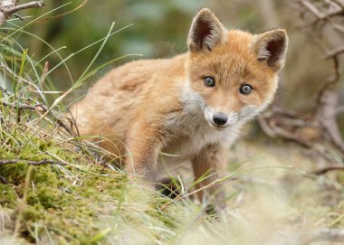 Kırmızı tilki yavrusu doğa 