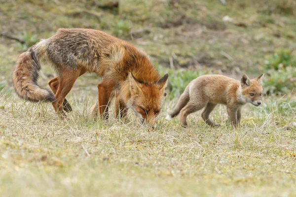 Rotfuchsjunge Spielen Der Natur — Stockfoto