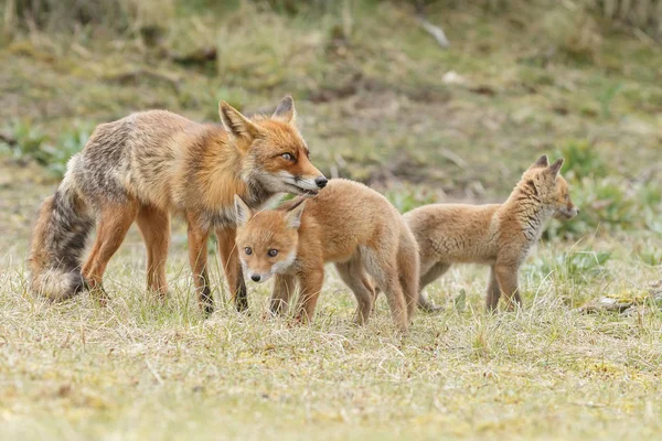 赤狐カブスの自然で遊ぶ — ストック写真