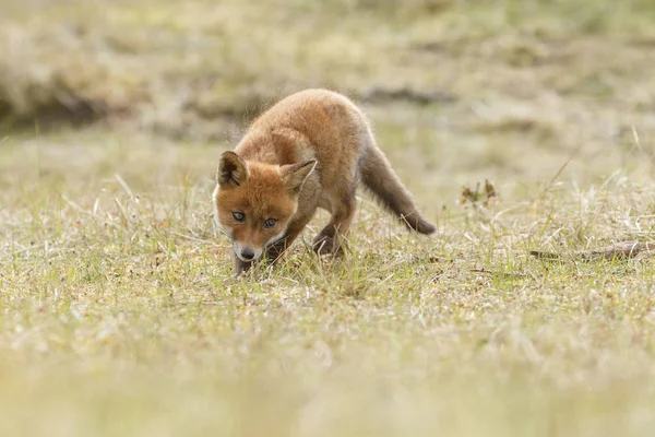 Red Fox Mládě Přírodě — Stock fotografie