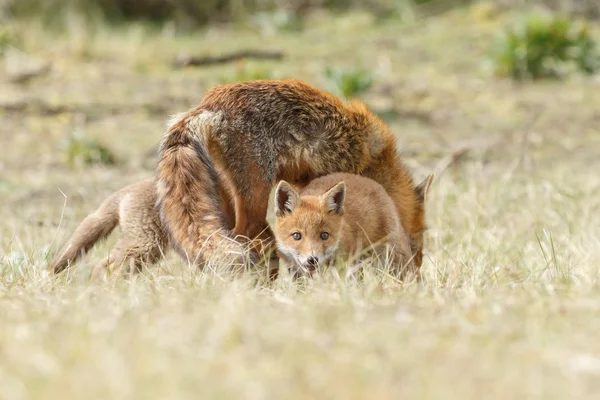 Rotfuchsjunge Spielen Der Natur — Stockfoto