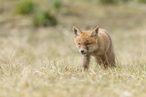 Red Fox Welp Natuur — Stockfoto