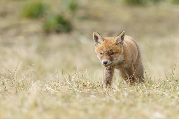 Red Fox Mládě Přírodě — Stock fotografie