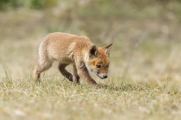 Red Fox Mládě Přírodě — Stock fotografie