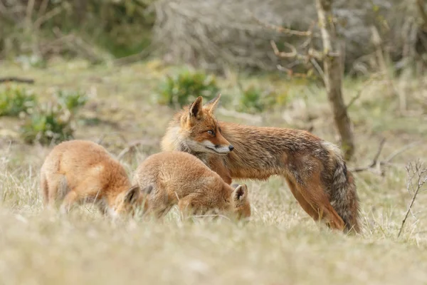 赤狐カブスの自然で遊ぶ — ストック写真