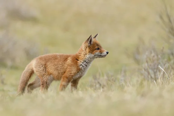自然の中の赤狐カブ — ストック写真