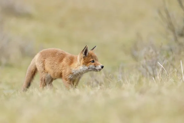 Κόκκινη Αλεπού Cub Στη Φύση — Φωτογραφία Αρχείου