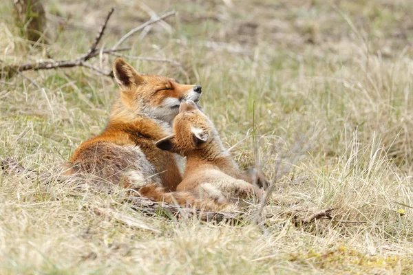 Volpe Rossa Cuccioli Che Giocano Natura — Foto Stock