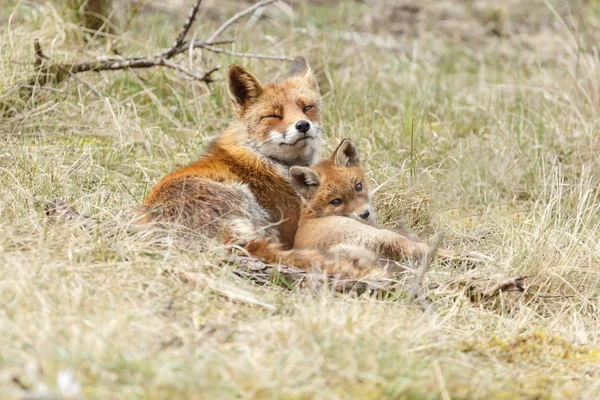 Κόκκινη Αλεπού Cubs Παιχνίδι Στη Φύση — Φωτογραφία Αρχείου