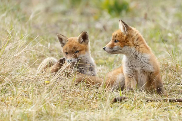 Red fox cubs playing in nature