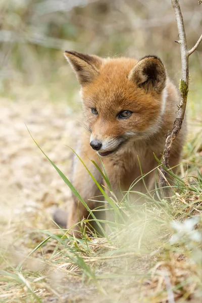 Red Fox Mládě Přírodě — Stock fotografie