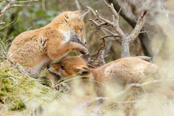 Raposa Vermelha Filhotes Jogando Natureza — Fotografia de Stock