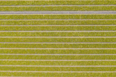 Çiçekler alanlarında satırları