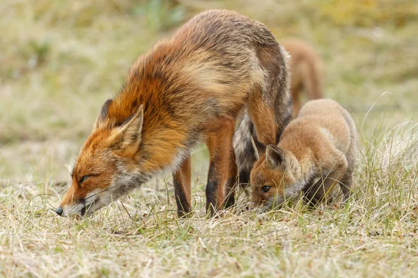 Red Fox Mláďata Hrají Přírodě — Stock fotografie