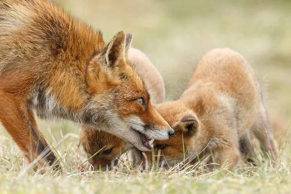 Red Fox Cubs Playing Nature — Stock Photo, Image