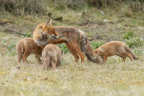 Κόκκινη Αλεπού Cubs Παιχνίδι Στη Φύση — Φωτογραφία Αρχείου