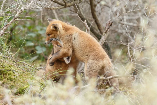 Rotfuchsjunge Spielen Der Natur — Stockfoto