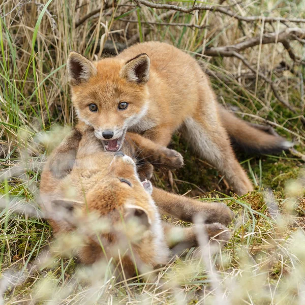 Red Fox Mláďata Hrají Přírodě — Stock fotografie