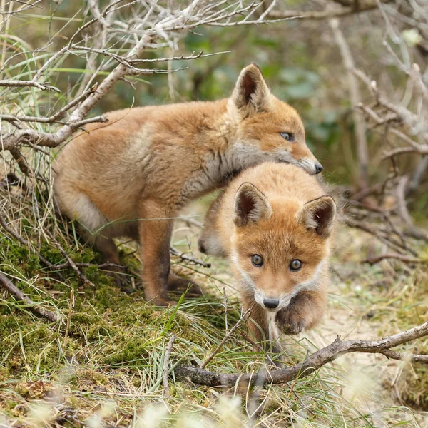 Κόκκινη Αλεπού Cubs Παιχνίδι Στη Φύση — Φωτογραφία Αρχείου