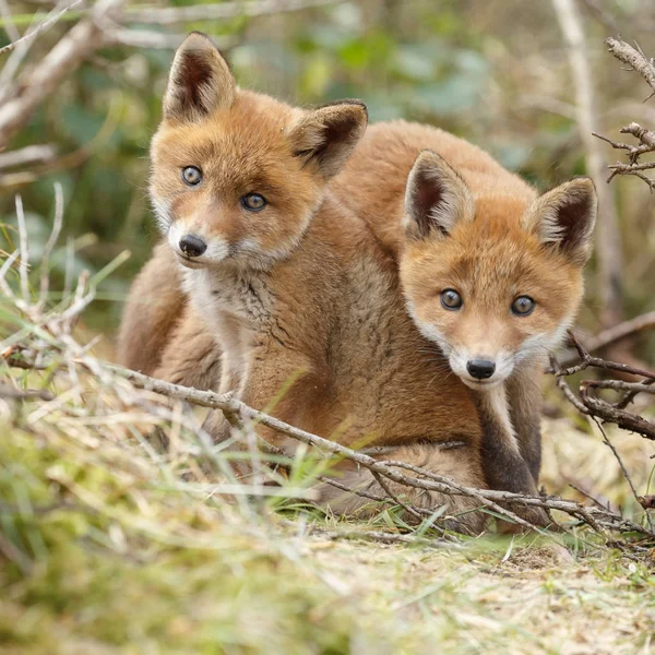 Red Fox Szczeniaki Grając Przyrodzie — Zdjęcie stockowe