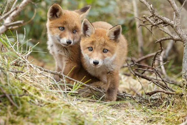 Κόκκινη Αλεπού Cubs Παιχνίδι Στη Φύση — Φωτογραφία Αρχείου
