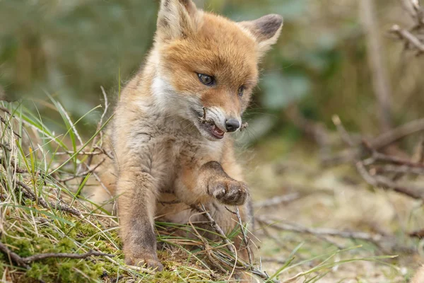 Red Fox Mládě Přírodě — Stock fotografie