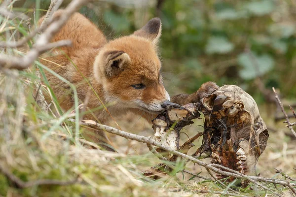 Κόκκινη Αλεπού Cubs Παιχνίδι Στη Φύση — Φωτογραφία Αρχείου