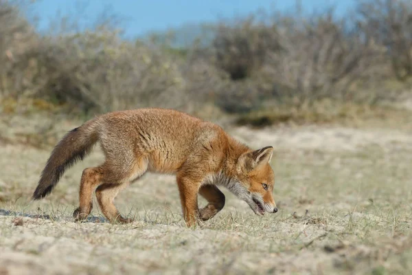 Zorro Rojo Cachorros Jugando Naturaleza — Foto de Stock