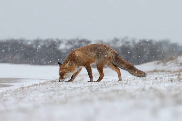 Red fox in a white winter landscape