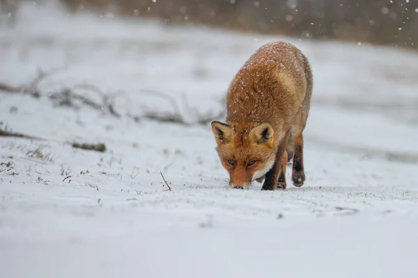 Red fox in a white winter landscape
