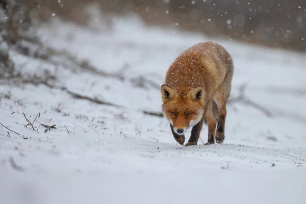 Red fox in a white winter landscape