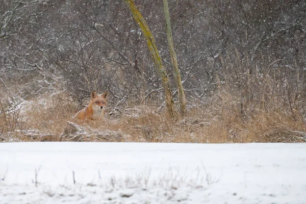 Red fox in a white winter landscape