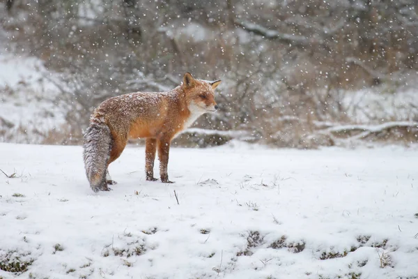 Raposa Vermelha Uma Paisagem Inverno Branca — Fotografia de Stock