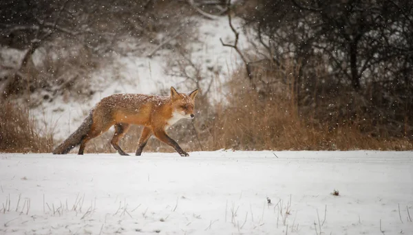 Red fox in a white winter landscape