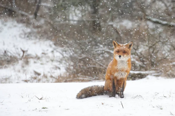 Raposa Vermelha Uma Paisagem Inverno Branca — Fotografia de Stock