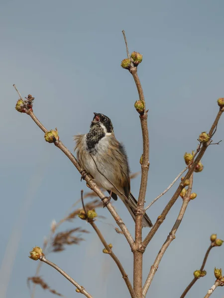 Petit Oiseau Bigarré Assis Chantant Sur Branche — Photo