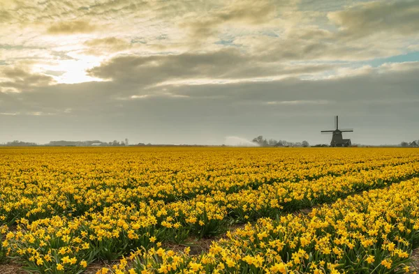 Gele Narcissen Voor Een Nederlandse Windmolen — Stockfoto