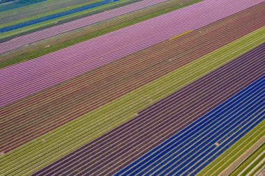 Çiçekler alanlarında satırları