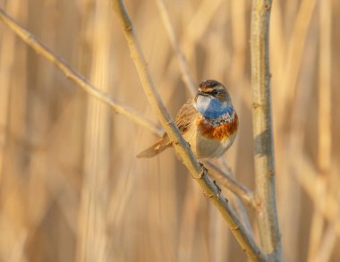 Bir dal üzerinde tünemiş bluethroat (Luscinia svecica)