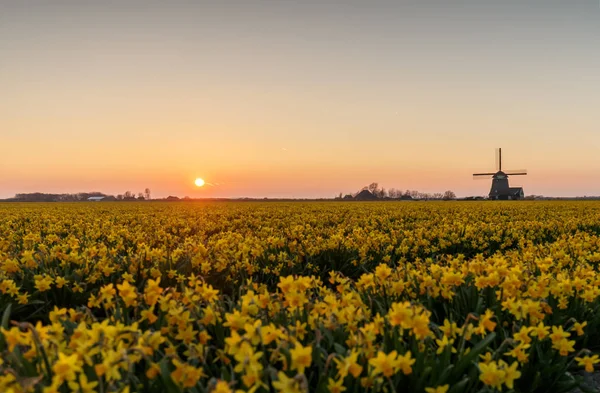 Kwiatowy Pola Przed Holenderski Wiatrak — Zdjęcie stockowe