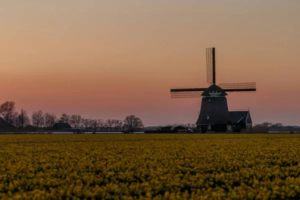 Květinové Pole Před Holandský Větrný Mlýn — Stock fotografie