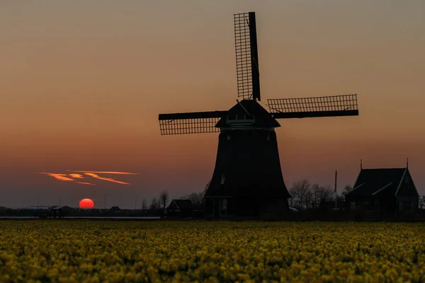 Floral Field Front Dutch Windmill — Stock Photo, Image