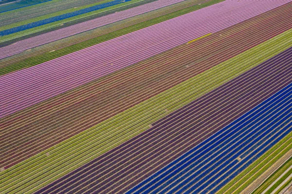 Linien Einem Blumenfeld — Stockfoto