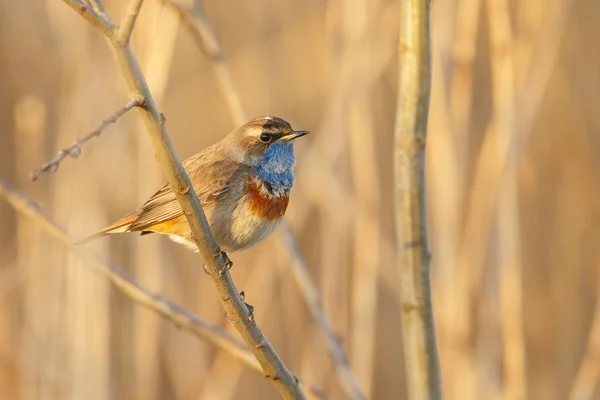 나뭇가지에 Bluethroat Luscinia Svecica — 스톡 사진